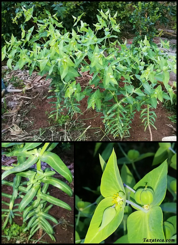 Euphorbia lathyris Euphorbia_lathyris