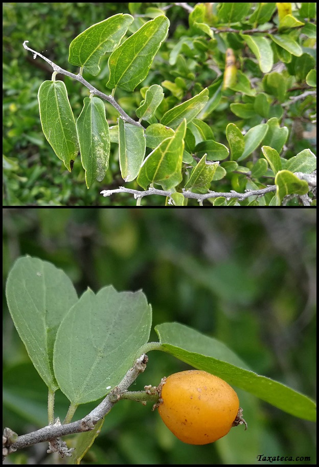 Celtis pallida Celtis_pallida