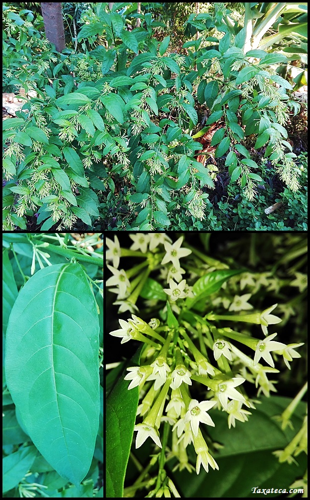 Cestrum nocturnum Cestrum_nocturnum