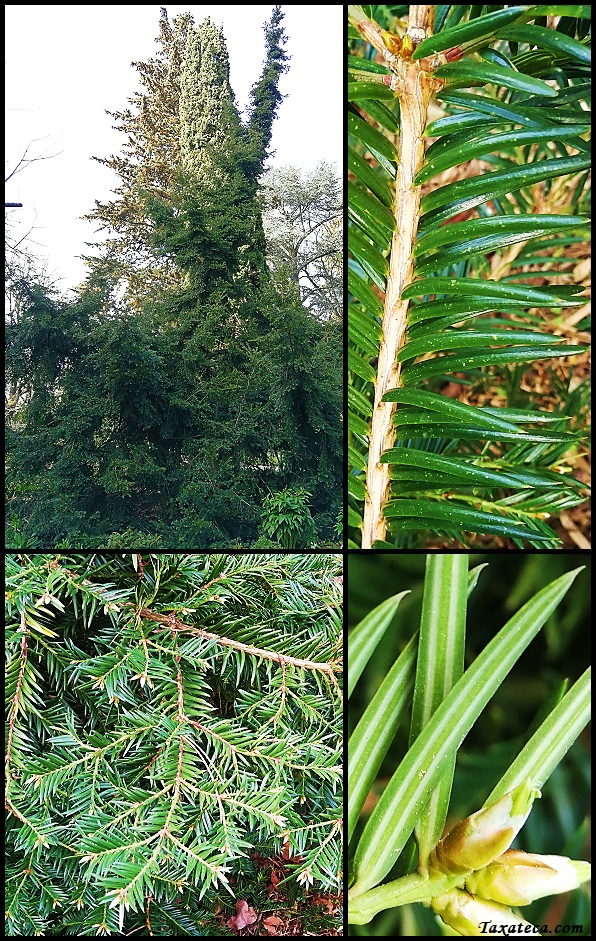 Torreya nucifera Torreya_nucifera