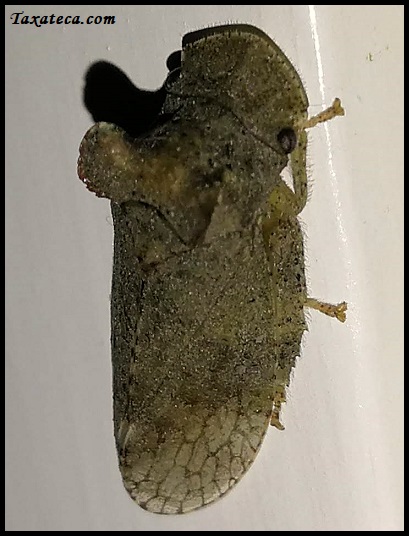 Ledra aurita Ledra_aurita