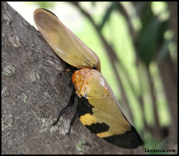 Ptyelus goudoti Ptyleus_goudoti