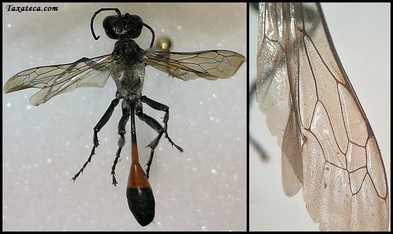 Ammophila campestris Ammophila_campestris