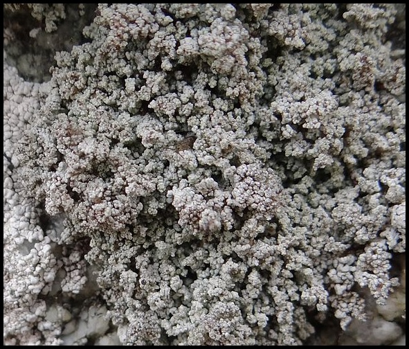 Stereocaulon vesuvianum Stereocaulon_vesuvianum