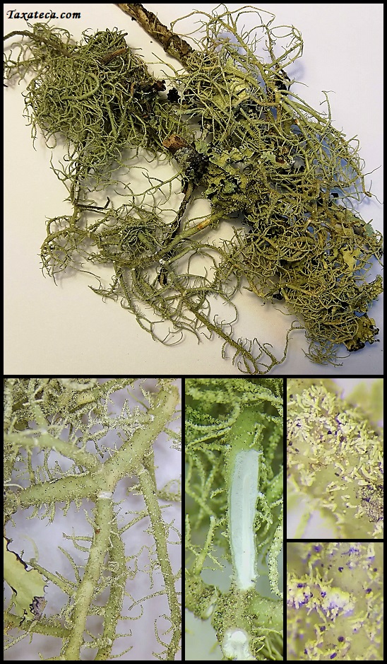 Usnea brasiliensis Usnea_brasiliensis