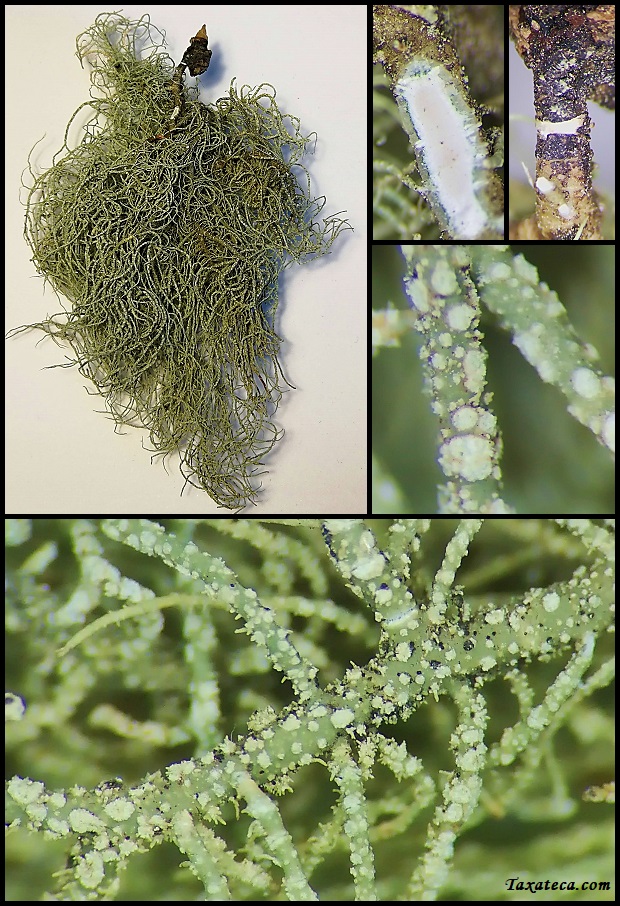 Usnea wasmuthii Usnea_wasmuthii