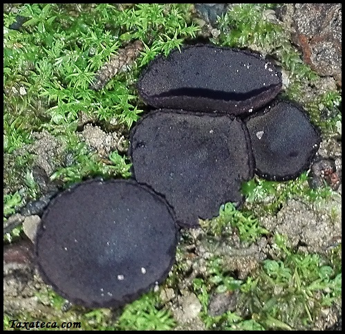 Greletia planchonis Greletia_planchonis