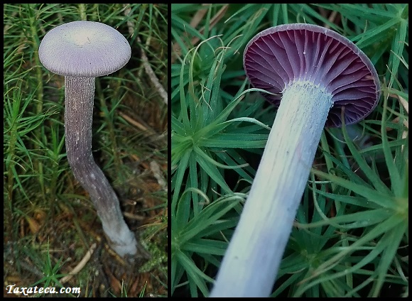 Laccaria amethystina Laccaria_amethystina