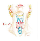 La thyrode, maladie frequente chez les femmes ?? Thyr