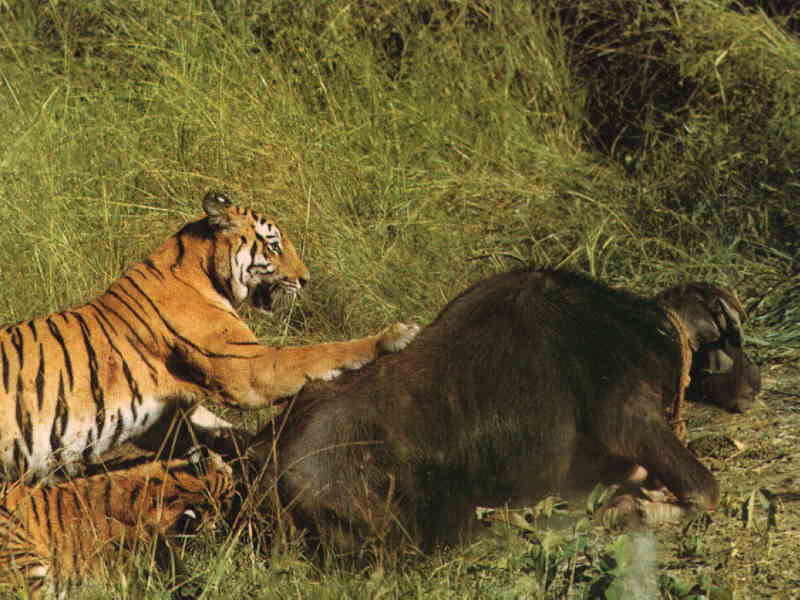 La technique de chasse du tigre Tigre005