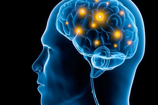 Zanimljivosti iz nauke Human-brain-functions