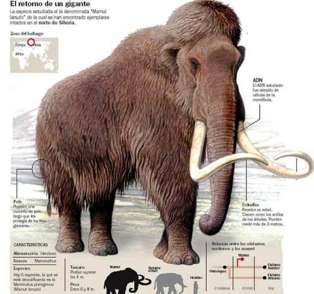 Los mamuts volverán a habitar la Tierra en cinco años? Gigante-Mamut