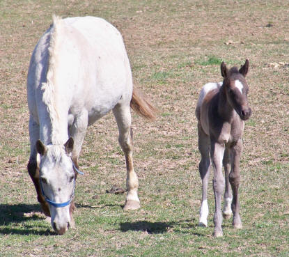 new horses (not sure yet whos wild and whos captive) Deedee1wk2