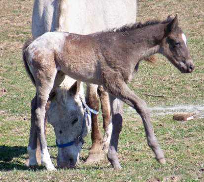 new horses (not sure yet whos wild and whos captive) Deedee1wk3