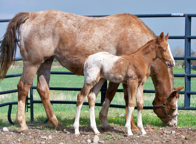 new horses (not sure yet whos wild and whos captive) Scamp1wk2