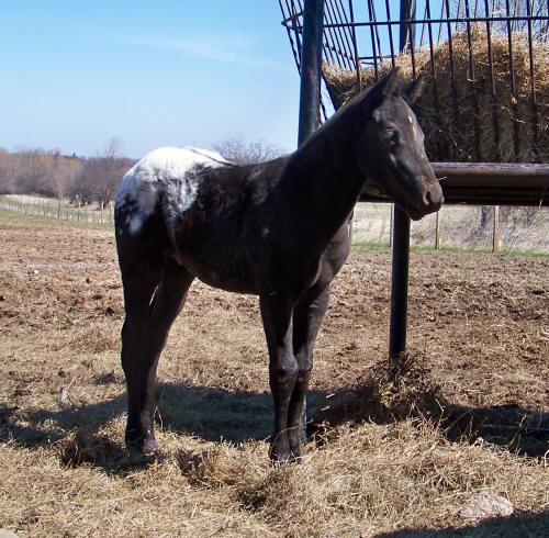 new horses (not sure yet whos wild and whos captive) Turbo1mth4