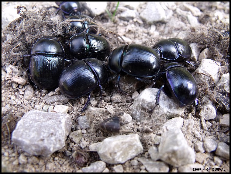 [Geotrupes vernalis] Coleo1