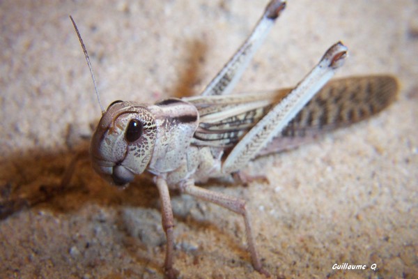 L'levage des criquets Locusta