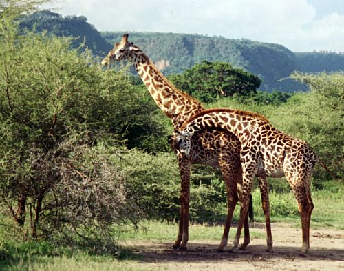 La girafe Girafe