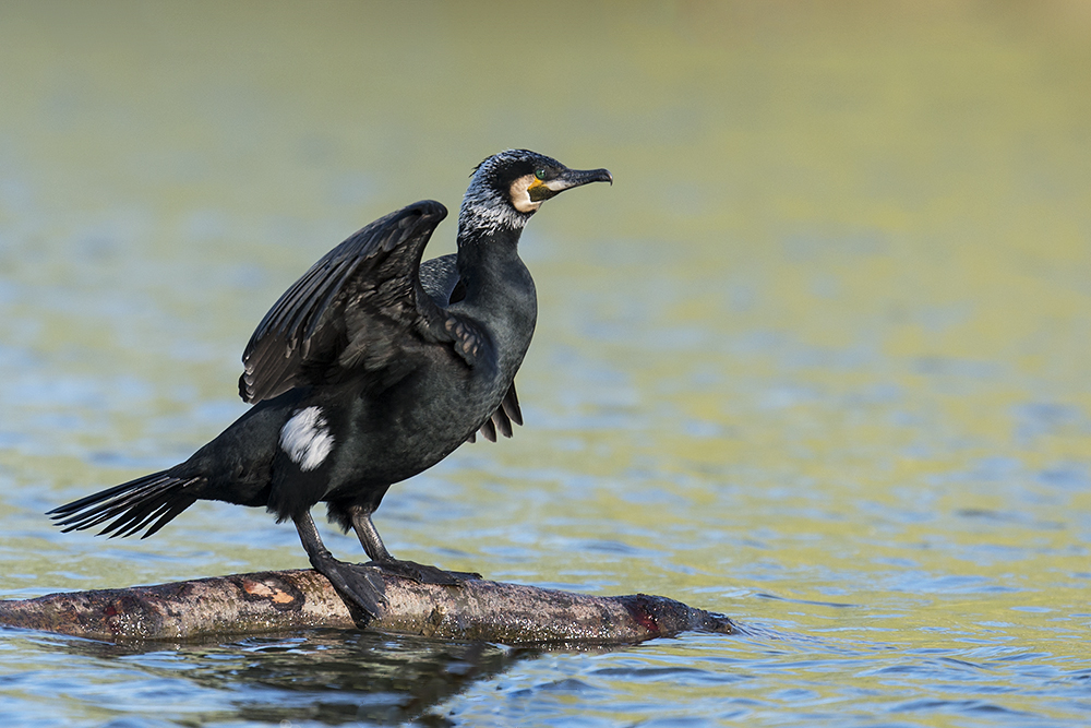 Le voyage de noce du cormoran 3041