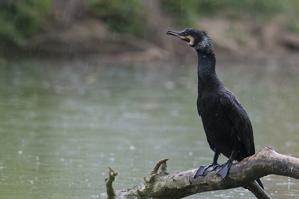 Je vous présente mon copain cormoran 38781