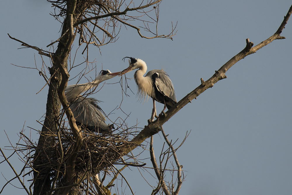 Tout là haut dans l'arbre l'était un petit couple ! 1531p