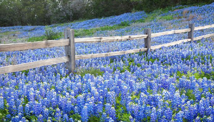 Lupinus - le genre Texas-Bluebonnet