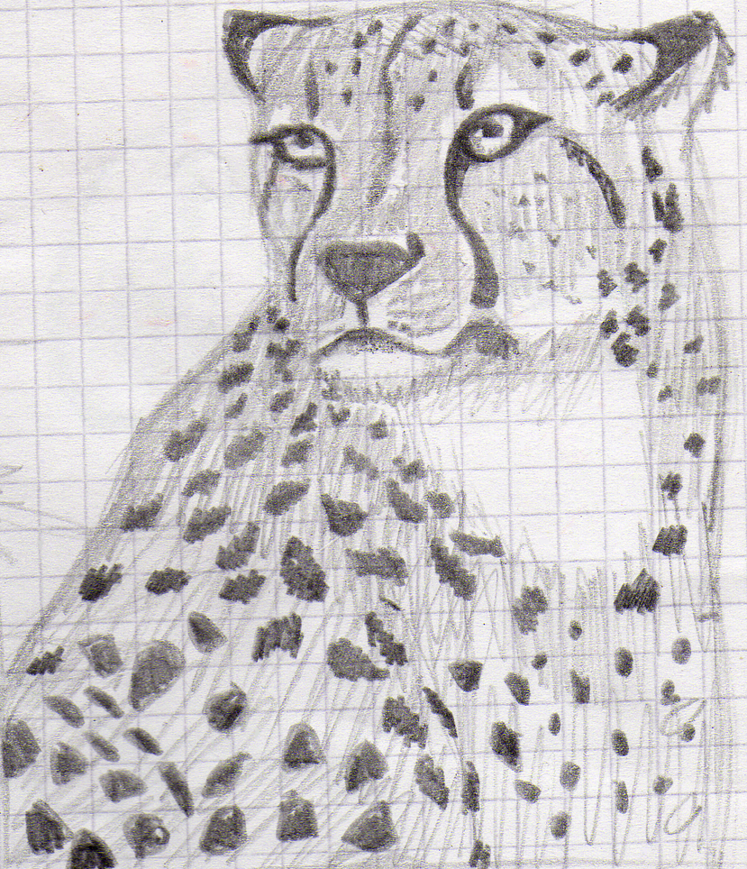 mi arte (si es que a esto se le puede llamar arte) Cheetah_practice_by_xtremejoe-d6qa75v
