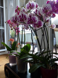 Orchideen  6cy5RWq9