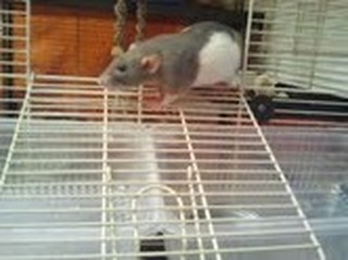 Meine kleinen Rattis *-* Q3idCoOX