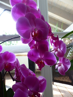 Orchideen  GULYhm3q