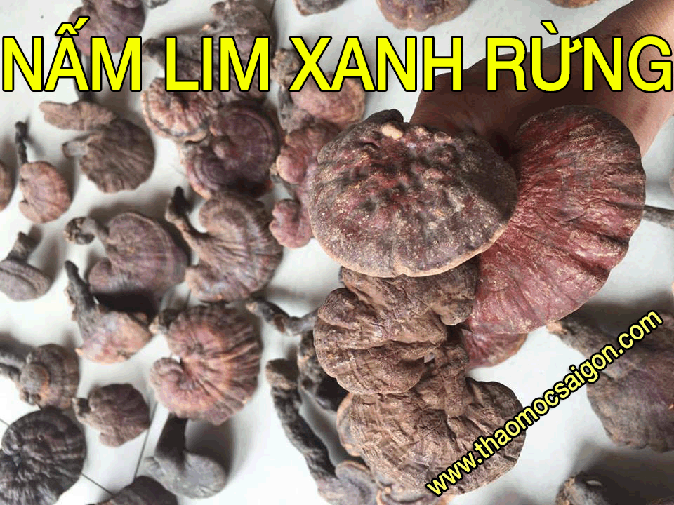 Công dụng của nấm lim xanh rừng quảng nam Nam-lim-xanh