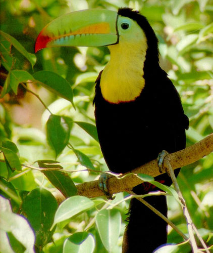 Présentation de nos totems... Toucan