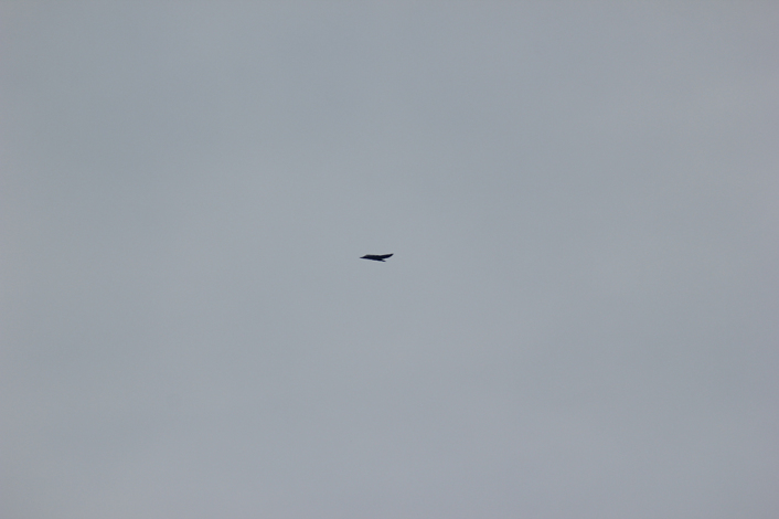 الطائره الشبحيه الامريكيه F-117 لازالت تحلق بعد 6 سنوات من تقاعدها رسميا !! F117.Over_.TTR_-706x470