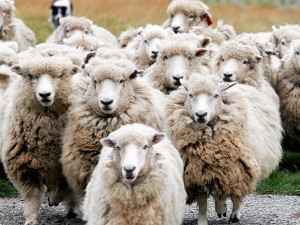 Fear and the Herd Instinct Sheep-tlb