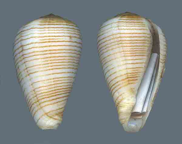 Conus (Lautoconus) fuscolineatus   GB Sowerby III, 1905 Cf%20fuscolineatus%20big