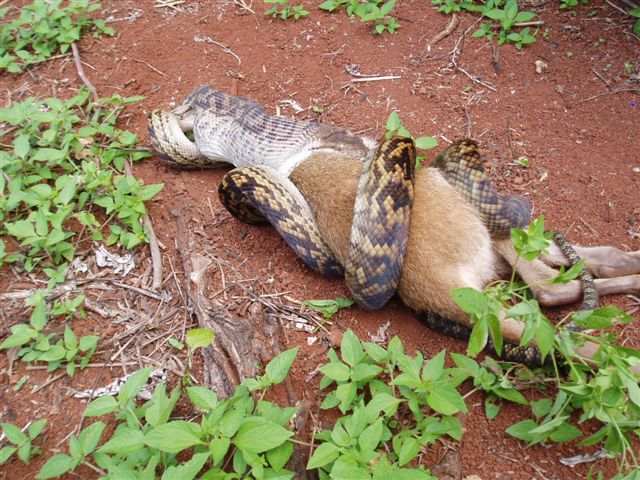 معلومات عن الكنغر Snake-and-kangaroo-2