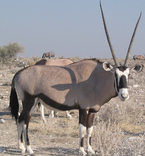 Coloring Animals (free for as many as you like) Gemsbok