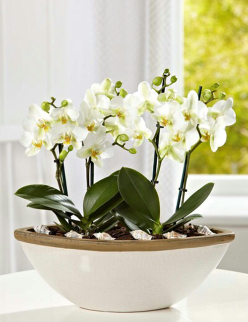 Hoa, quà, đồ trang trí: Những loài hoa đẹp bạn dễ dàng chọn tặng ông xã  04d2635302a65425f6be558924c7d67b