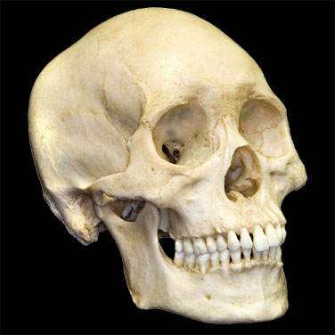 L'astronome du Vatican croit possible la vie extraterrestre - Page 25 Human-skull1