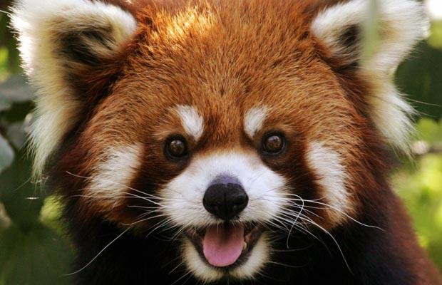 Animal Pictures! Cute-red-panda2