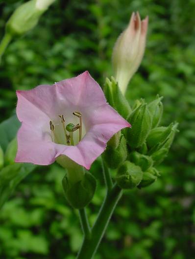 Is Everything We Know About Nicotine Wrong? Leo-mic-Nicotiana-tabacum-1864-1