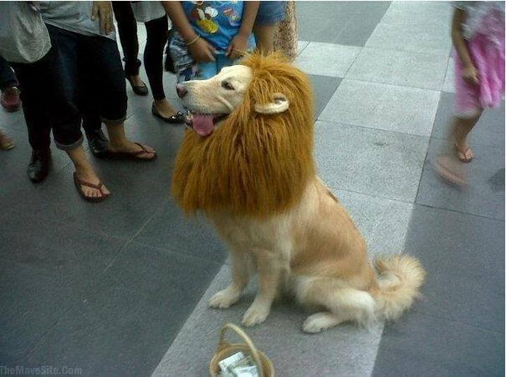 Dog that Looks Like a Lion LionDog