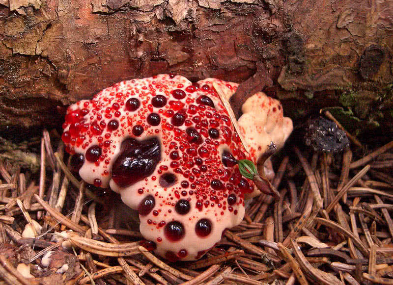 Most 'unique' animal/plant species  Hydnellum-pecki