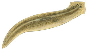 The Time Eye: Nuts and Bolts of a Biological Future Detector Planarian-300x173