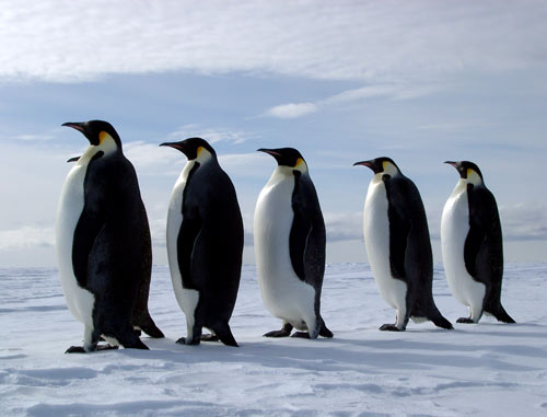 பெண் குயின் (Penguin) படங்கள். - Page 4 EmperorPenguins