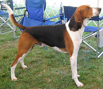 Beagle hasta en google - Página 2 Foxhound