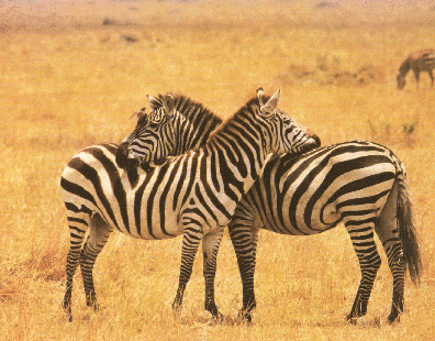 مسابقة ابحثي عن الصورة - صفحة 2 Zebra