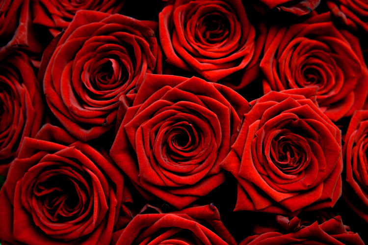 لون حياتك مع اعضاء جنيفا - صفحة 5 Red-roses-photo