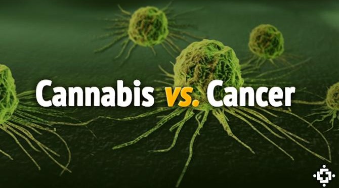 These Mind Blowing Videos Show How Cannabis Destroys Cancer Cells Molecularr-670x372